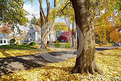 Upscale neighborhood colorful fall foliage of yellow maple trees, two story houses, thick rug of autumn leaves along quite Stock Photo