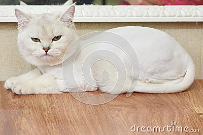 Upset cat on the table. Stock Photo