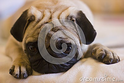 Upset puppy pug Stock Photo