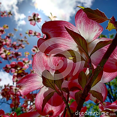 Upshot Underside of Pink Blossoms Stock Photo