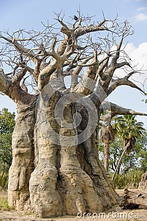 Upside down or Baobab tree Stock Photo