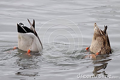 Upside down ducks looking for food Stock Photo