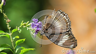 Upside down feeding of butterfly Stock Photo
