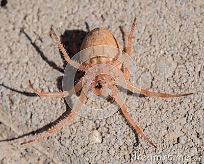 Upside down hairy spider Stock Photo