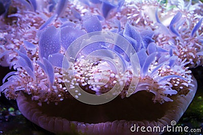 Upside Down Jelly Fish Stock Photo