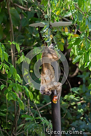 upside-down monkey nail eating apple Stock Photo