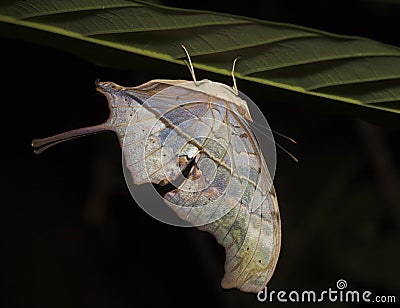 Upsidedown Butterfly - Peru Stock Photo