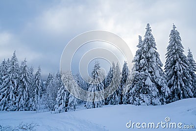 Upstanding pines on snowy ground, Snow-covered trees in bitter winter Stock Photo