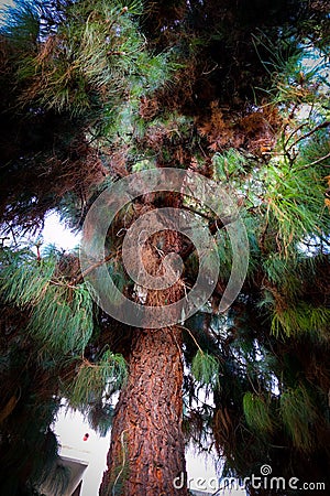 Upward angle of large pine tree bark Stock Photo