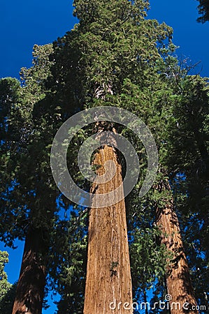 Upward angle of Redwood tree Stock Photo