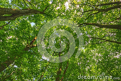 Upward view of Common Beech trees Stock Photo