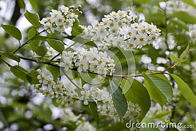 Upward view of newly blooming Canada red cherry tree blossoms Stock Photo