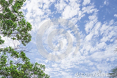 Upward view of soft wave of fluffy white clouds on vivid blue sky, evergreen leafs trees on frame Stock Photo