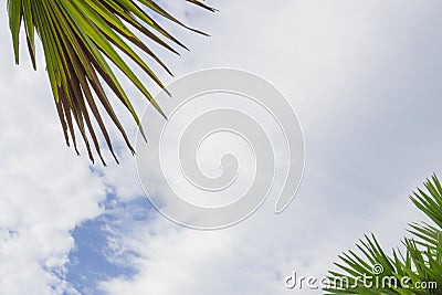 Upward view of soft wave of fluffy white clouds on vivid blue sky, green leafs palm trees on foreground Stock Photo