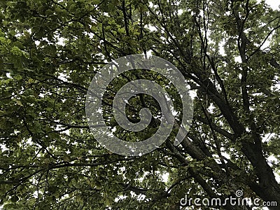 Upward view of tree with many branches and leaves Stock Photo