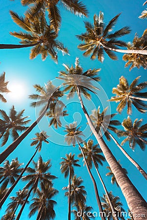 Upward wide angle view on palm trees against clear and cloudless blue sky with sun visible in the frame Stock Photo