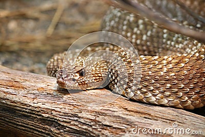 Uracoan Rattlesnake Crotalus durissus vegrandis Stock Photo