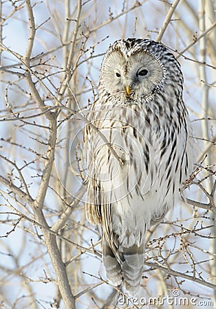 Ural Owl Stock Photo