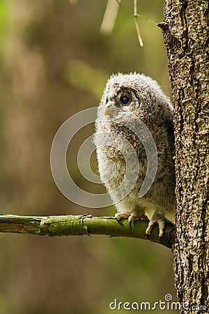 Ural Owl Stock Photo