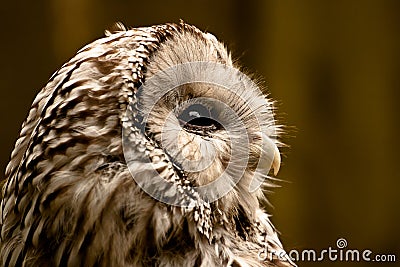 Ural Owl Stock Photo