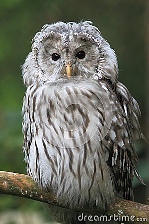 Ural owl Stock Photo