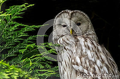 Ural Owl against black background Stock Photo