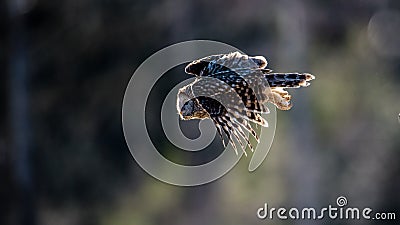 Ural owl flying against the light to catch a prey Stock Photo