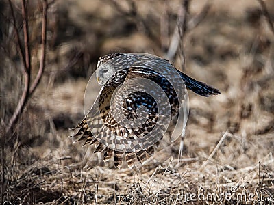 Ural owl flying close to the ground after catching a prey Stock Photo