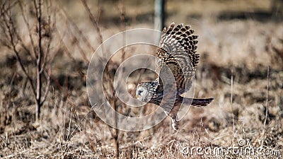 Ural owl flying close to the ground Stock Photo