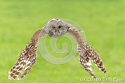 Ural owl flying Stock Photo