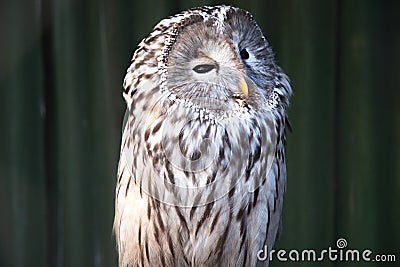 Ural owl sitting on a branch. beautiful owl. Stock Photo