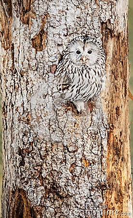 Ural Owl sitting in a tree hole looking at camera Stock Photo