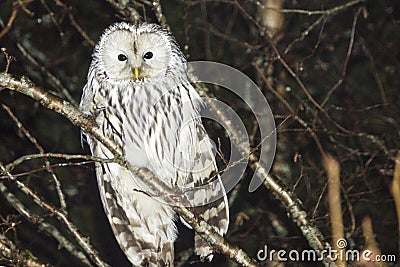 The Ural Owl, Strix uralensis Stock Photo