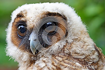 Ural owl or strix uralensis bird Stock Photo