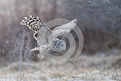 Ural Owl (Strix uralensis) flying in a forest near Reci Nature Reserve Stock Photo