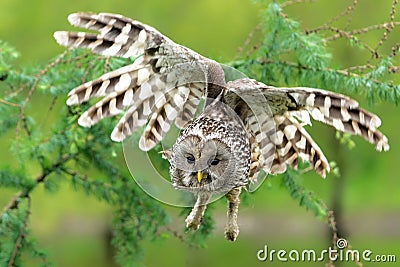 Ural owl flying Stock Photo