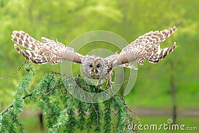 Ural owl flying Stock Photo