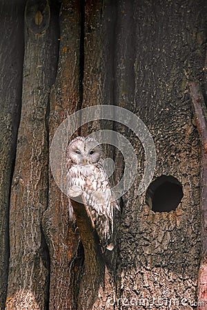 Ural Owl (Strix uralensis) perching on wooden tree branch Stock Photo