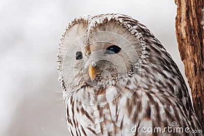 Ural owl strix uralensis portrait Stock Photo