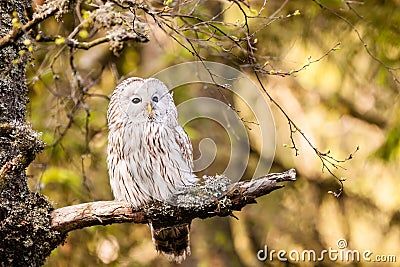 The Ural Owl Strix uralensis Stock Photo