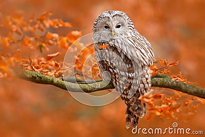 Ural Owl, Strix uralensis, sitting on tree branch, at orange leaves oak forest, Sweden Stock Photo