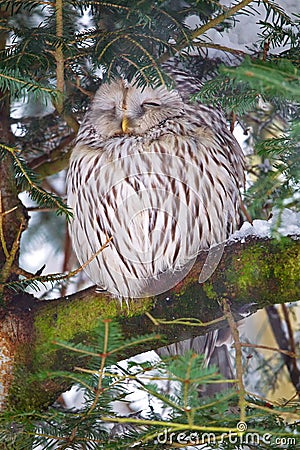 Ural owl Strix uralensis Stock Photo