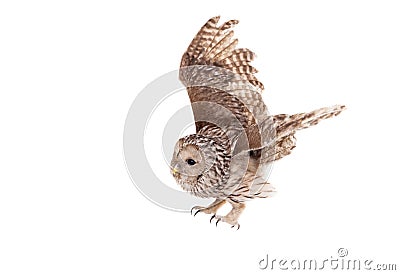 Ural Owl on the white background Stock Photo