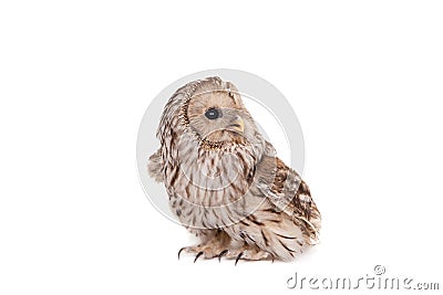 Ural Owl on the white background Stock Photo