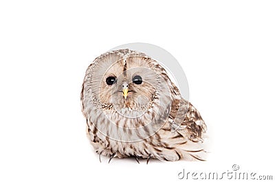 Ural Owl on the white background Stock Photo