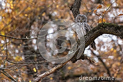 The elusive Ural Owl bird in autumn forest Stock Photo