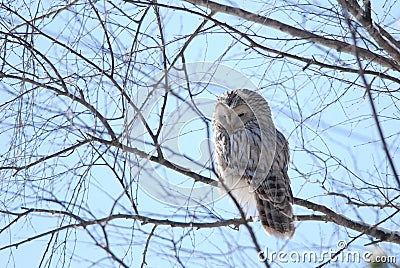 Ural Owl Stock Photo