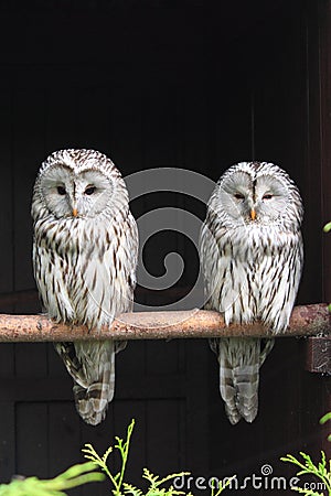 Ural Owls Stock Photo