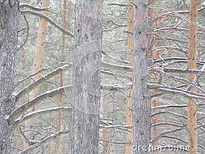 The Ural parallel pines Stock Photo