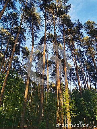 ural tall pines against the sky Stock Photo